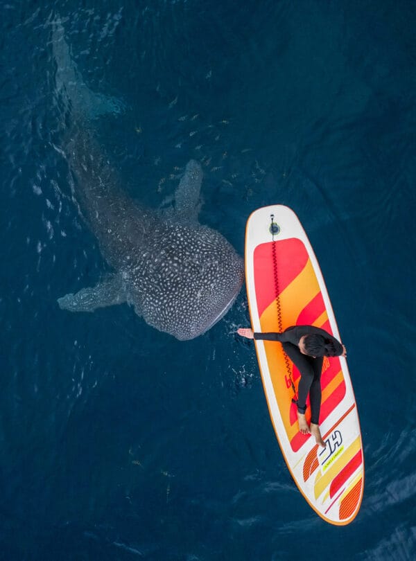 whale watching in Gorontalo Sulawesi