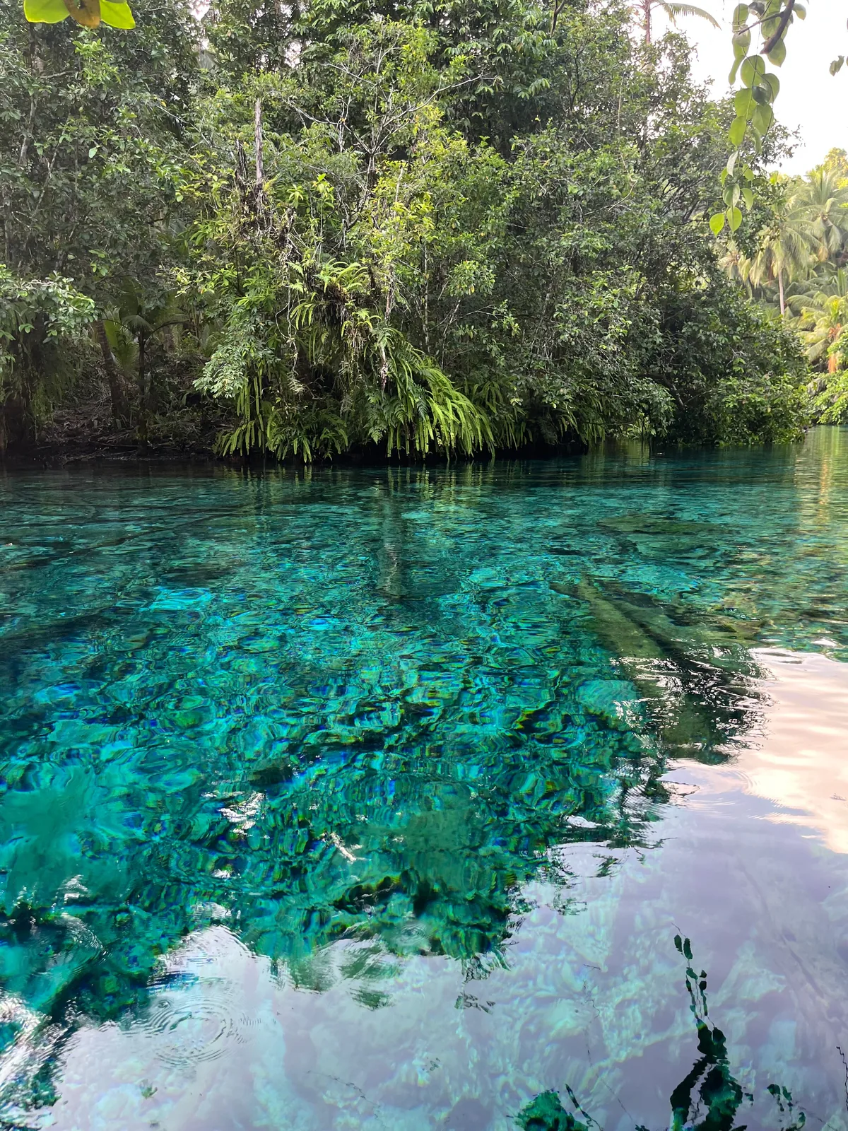 Helder turquoise meerwater boven waterplanten aan de rand van een tropisch bos