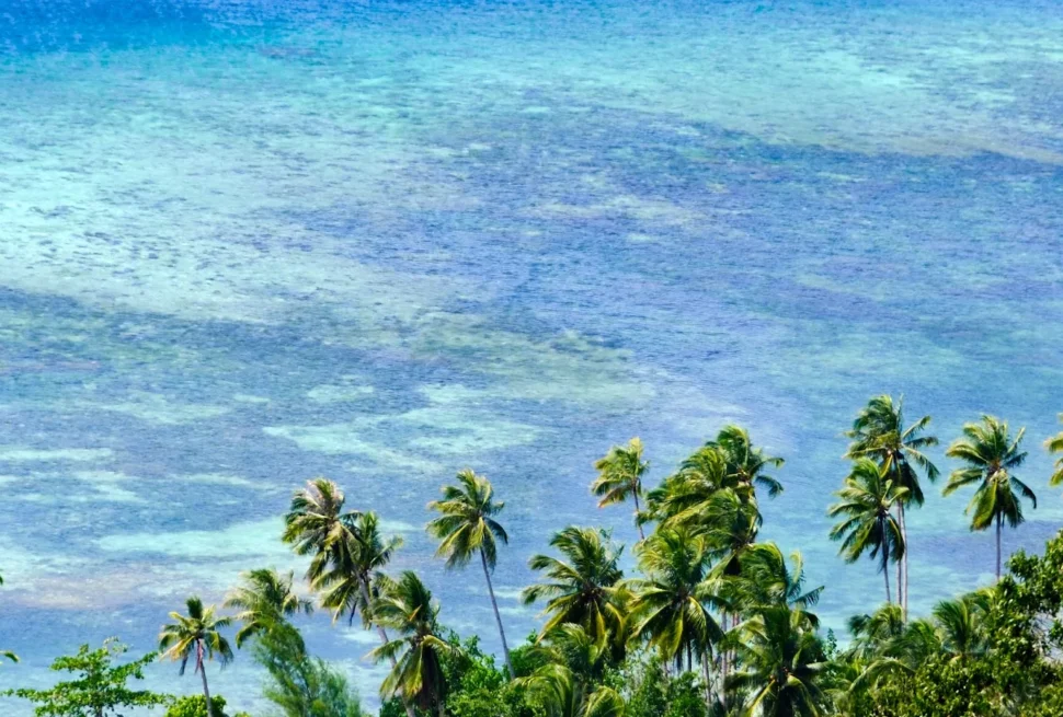 Hillside view over coconut palms to a turquoise reef flat in the Banggai Islands
