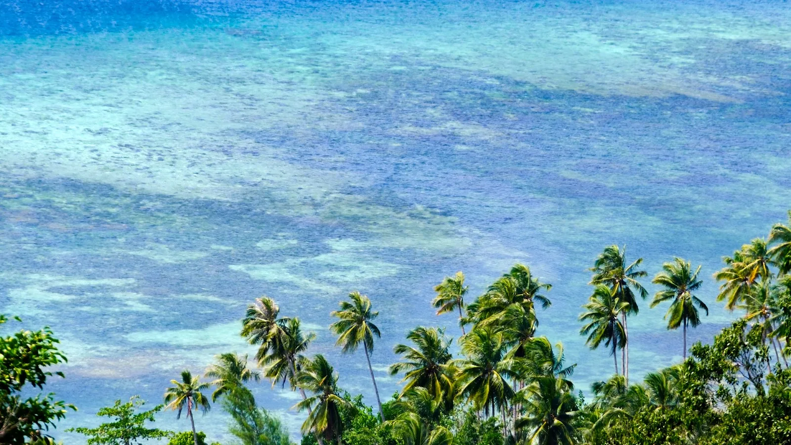 Hillside view over coconut palms to a turquoise reef flat in the Banggai Islands