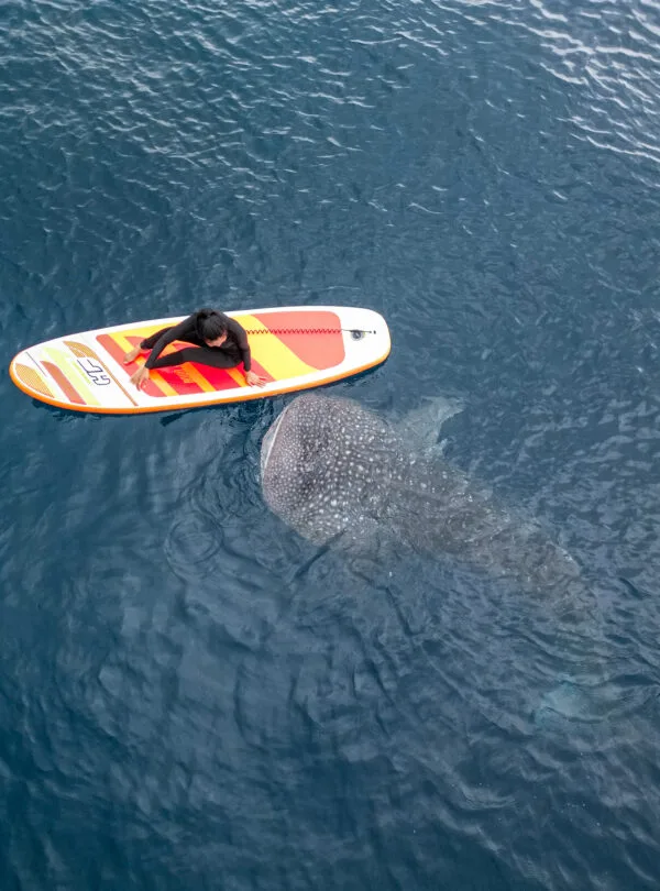 whale share tour in Gorontalo, Sulawesi, Indonesia by asik travel adventure company