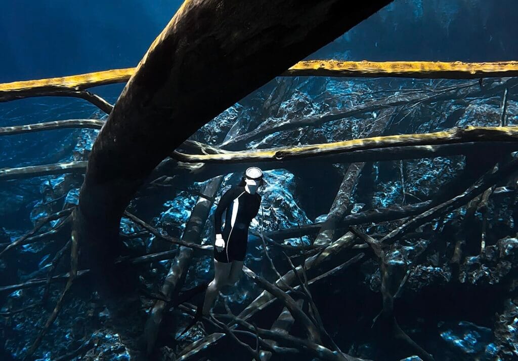 Une femme libre-plongée sous-marine parmi submergé les racines de l'arbre dans un bleu limpide du lac appelé Paisupok lac de Luwuk Poisson