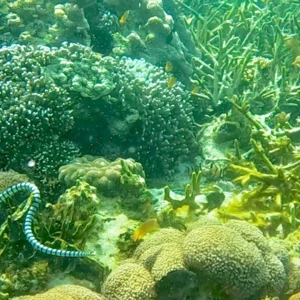 Banded sea krait swimming over hard coral on a reef in the Banggai Islands