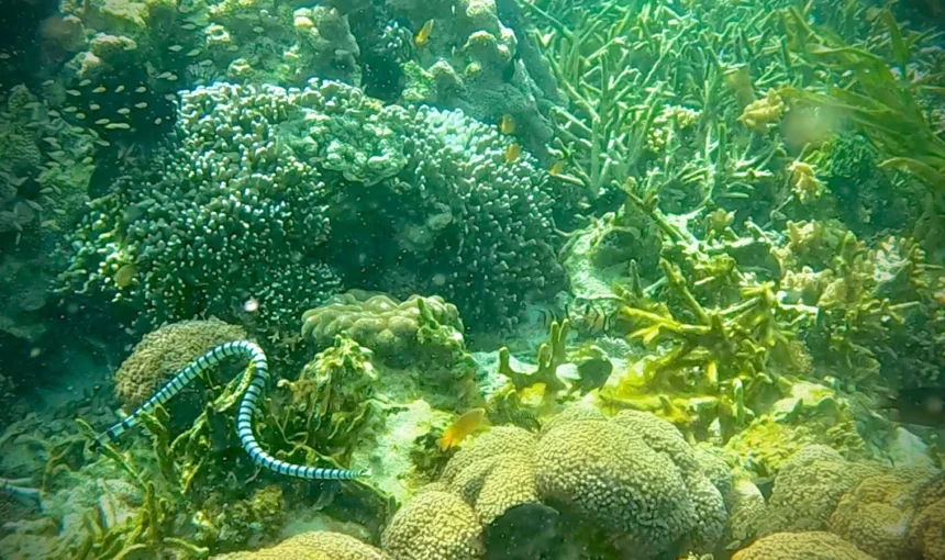 Banggai Laut 2026 : récifs, poisson-cardinal et plages