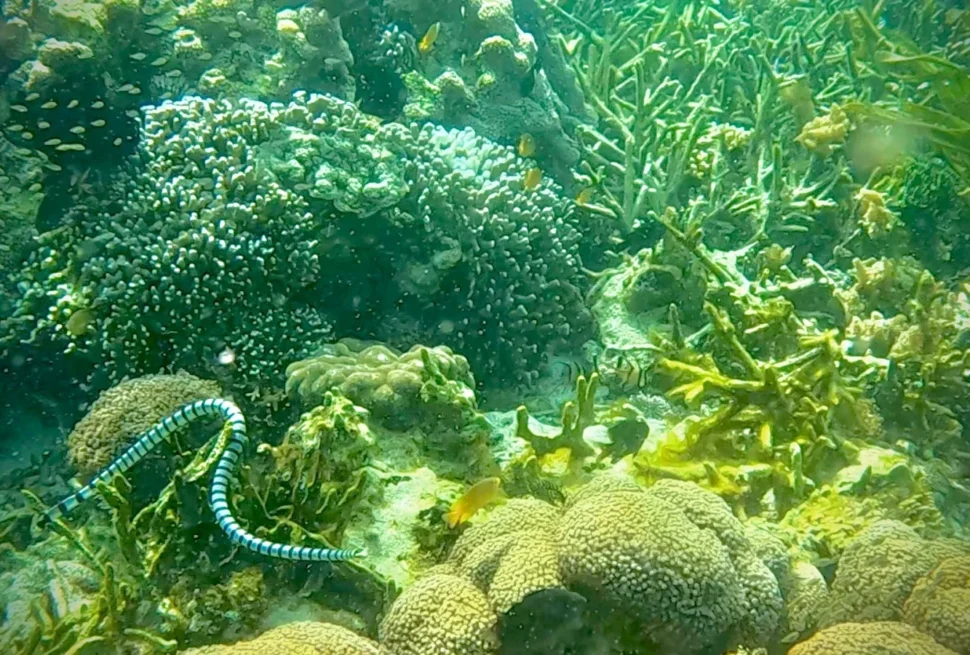 Banded sea krait swimming over hard coral on a reef in the Banggai Islands