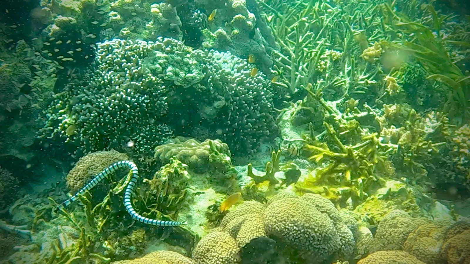 Banded sea krait swimming over hard coral on a reef in the Banggai Islands