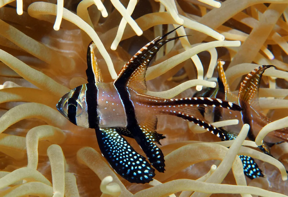 A Banggai cardinalfish with black bars and white spots sheltering in a sea anemone