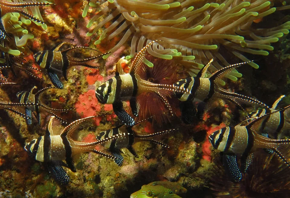 A group of Banggai cardinalfish among anemone tentacles