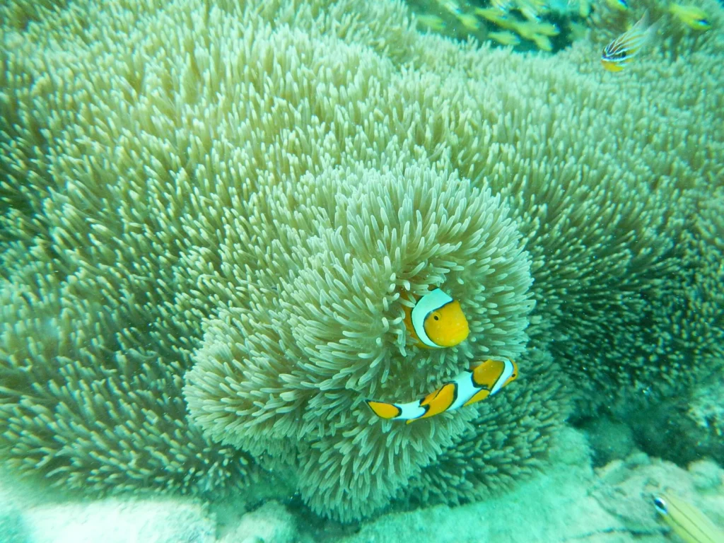 Anemonenfische an einem Riff der Togian-Inseln