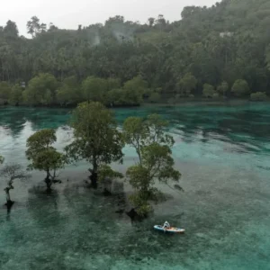 Pohon-pohon tumbuh di tengah danau berair jernih